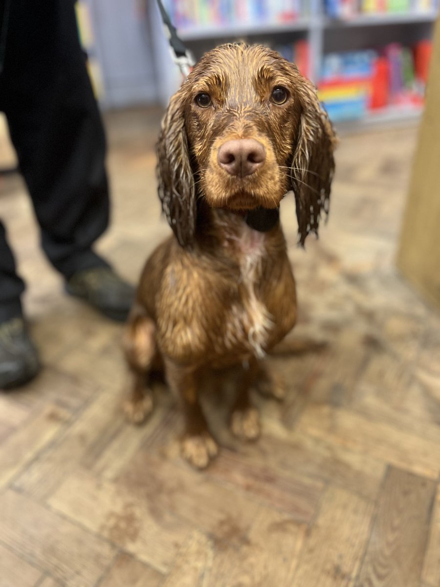 villagebooksdul's tweet photo. It’s raining rather hard today and Toffee has been for a walk.
#SoggyDoggy #BookshopDogs https://t.co/UMn2KmaOxr