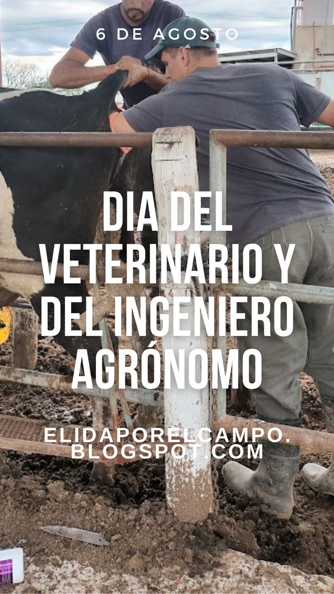 Elida Thiery🐄 tweet media