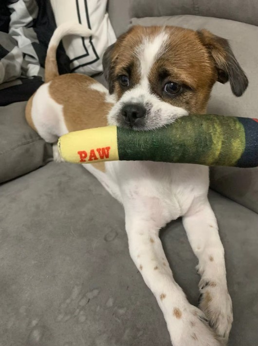 wesellanythingc's tweet photo. Cigar Design Plush Squeaky Toy Creative Chew And Teeth Grinding Fun for Small to Medium Dogs

Order Link:
https://t.co/GViZ61myz6

#dog #PuppyLovers #paw https://t.co/6Ey4N9DhLm