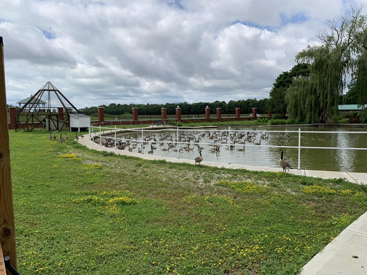 Post 2/2

By the next year, thirty-two geese came and by 1910, there were 350 geese in the pond. Since then, hundreds of thousands of geese have migrated to the pond and continue to do so!
The viewing pond is open to the public. Come feed the geese!

[...]