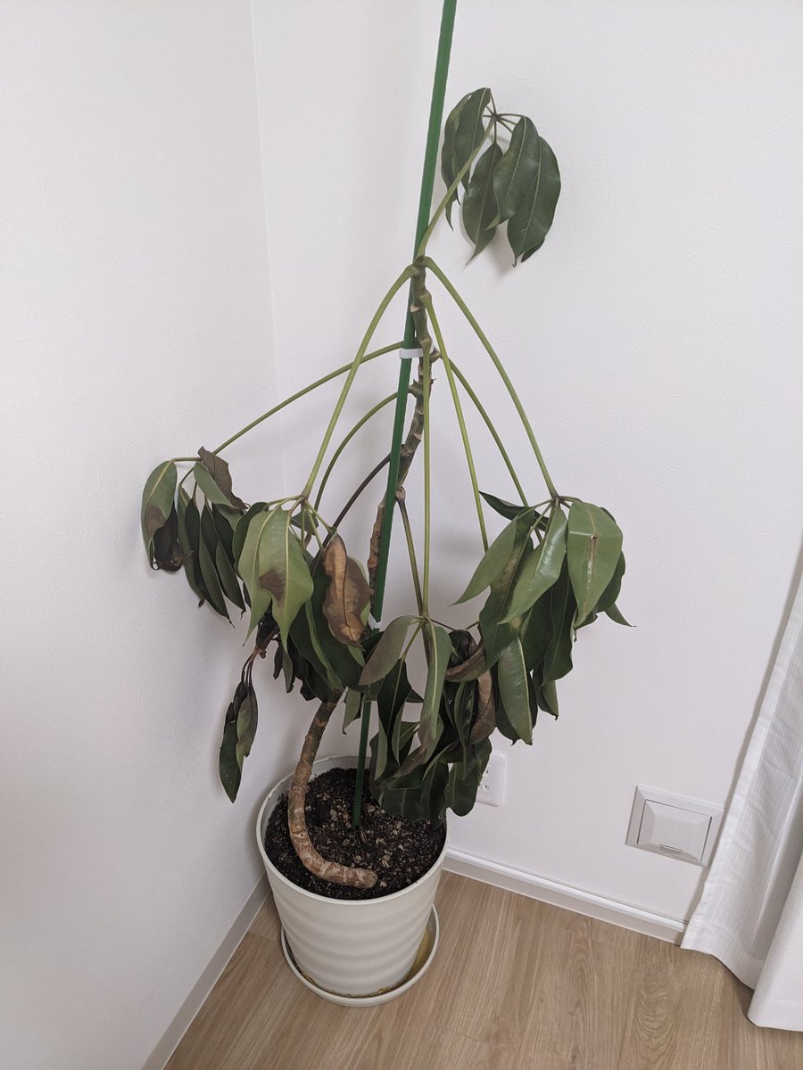 シオン tweet media