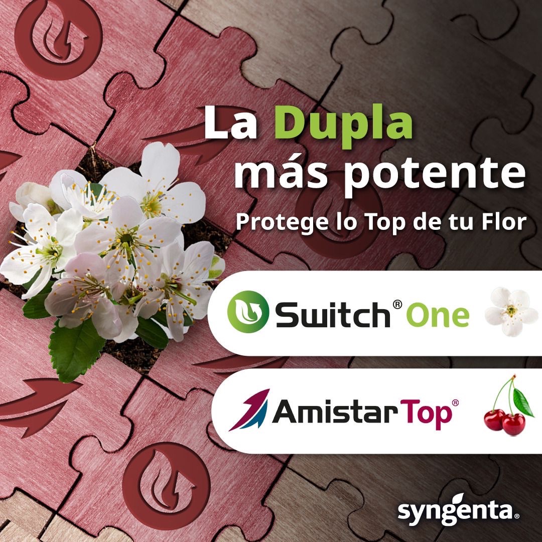 mundoagrochile's tweet photo. Confía en Amistar®️Top y SWITCH®️ ONE, ¡la dupla para proteger lo Top de tu Flor! 🏆
Asegura una cosecha de calidad y sin contratiempos🍒
Conoce más en:
✅https://t.co/Xk7HaNlRgA
✅https://t.co/PgFOQjfVLc
@Syngenta
#switchone #revistamundoagro #yoleomundoagro https://t.co/GTgnEMz4JS