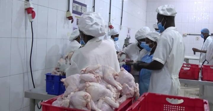 news_ghana's tweet image. First Batch of FSRP Broiler Birds Ready for Market dlvr.it/TBZ60g #Agriculture #firstbatch #FSRPBroilerBirds #Market #ready