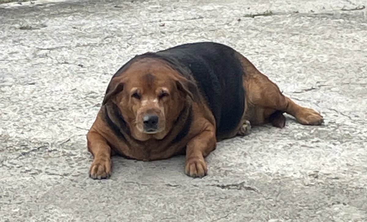 ไม่มีใครสามารถ อมสุนัขของฉันได้ เกรงว่ากรามของคุณจะหลุดหากพยายาม สุนัขของฉันขนาดใหญ่กว่าหมู และอาจมากเท่าหมี มันชื่อ โอ้โหรัท อายุ12ปี และแน่นอน ฉันเป็น exo-l