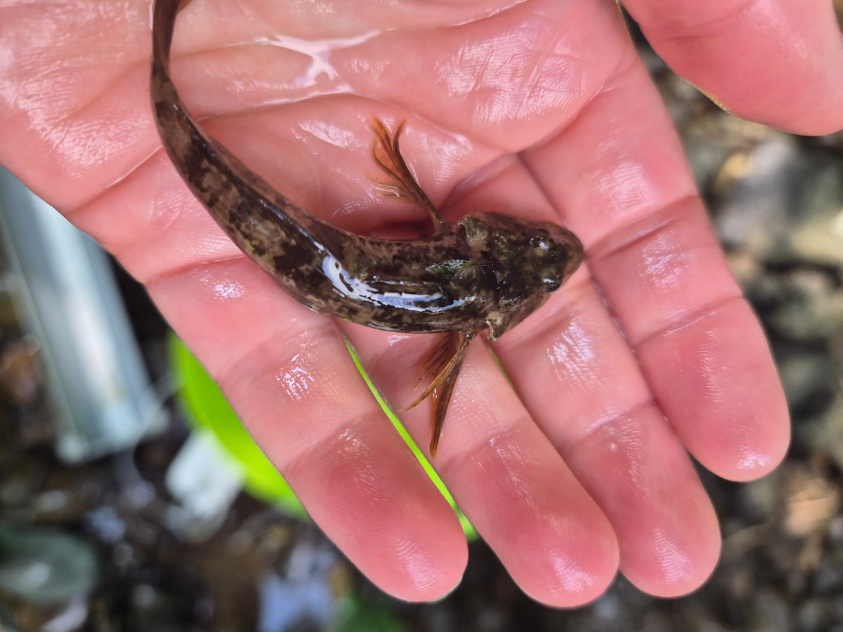 South Cumbria Rivers Trust tweet media