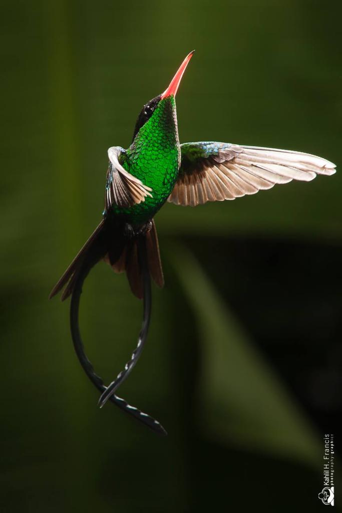 RoostersWorldja's tweet photo. Happy Independence day Jamaica.  Our environment plays an important role in our identity.

How many of us know that the Red Billed Streamertail Hummingbird, our national bird, is only found in Jamaica.

#Roostersworldja https://t.co/s7EQCCGoAf