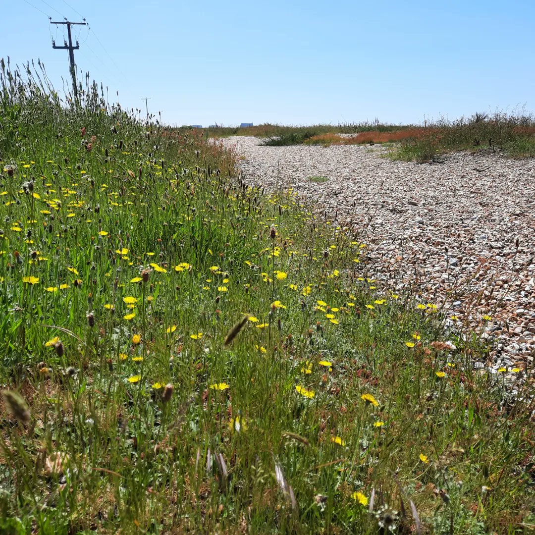 Great news! We still have space on our family events at Dungeness and Greatstone tomorrow and on the 24th August. Follow this link to book:  shorturl.at/5jR9p . <a href="/ExploreKent/">Explore Kent</a> <a href="/fstonehythedc/">Folkestone & Hythe District Council</a> <a href="/NaturalEngland/">Natural England</a> #FamilyFun #Kent #RomneyMarsh <a href="/WCCPnews/">White Cliffs</a> <a href="/SamphireHoe1997/">Samphire Hoe</a>
