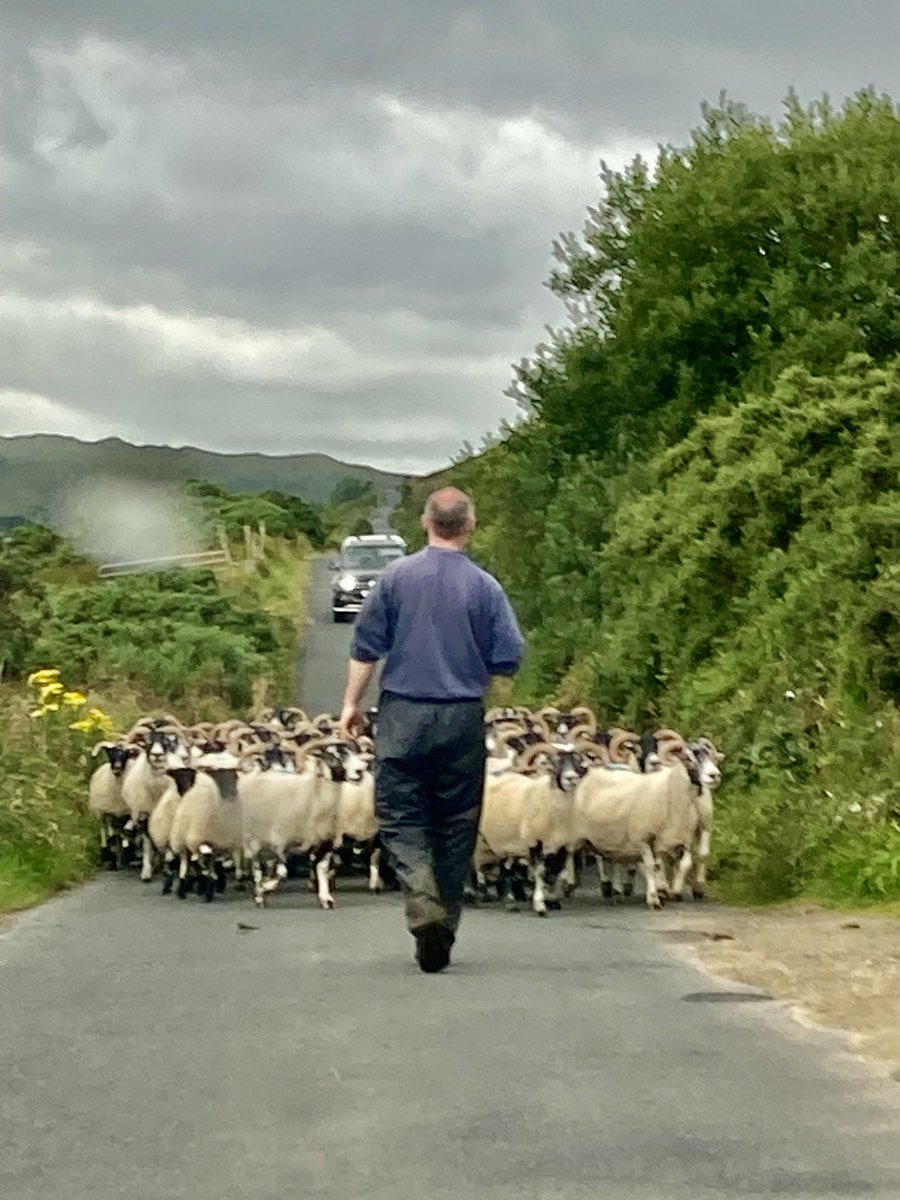 FortCottage's tweet photo. Traffic jam. Inishowen Co Donegal https://t.co/UbzPWqMBOA