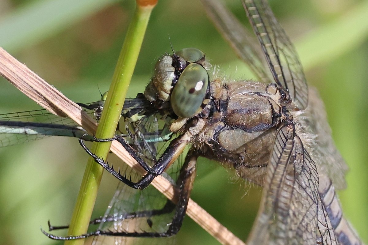 A trip to <a href="/NosterfieldLNR/">Nosterfield Nature Reserve</a> this morning to look for Small Copper and Brown Argus butterflies, did I succeed?..... also several Migrant Hawker and a Black-tailed Skimmer eating a damselfly <a href="/BC_Yorkshire/">Butterfly Conservation Yorkshire</a> <a href="/BDSYorkshire/">York. Dragonfly Grp.</a>