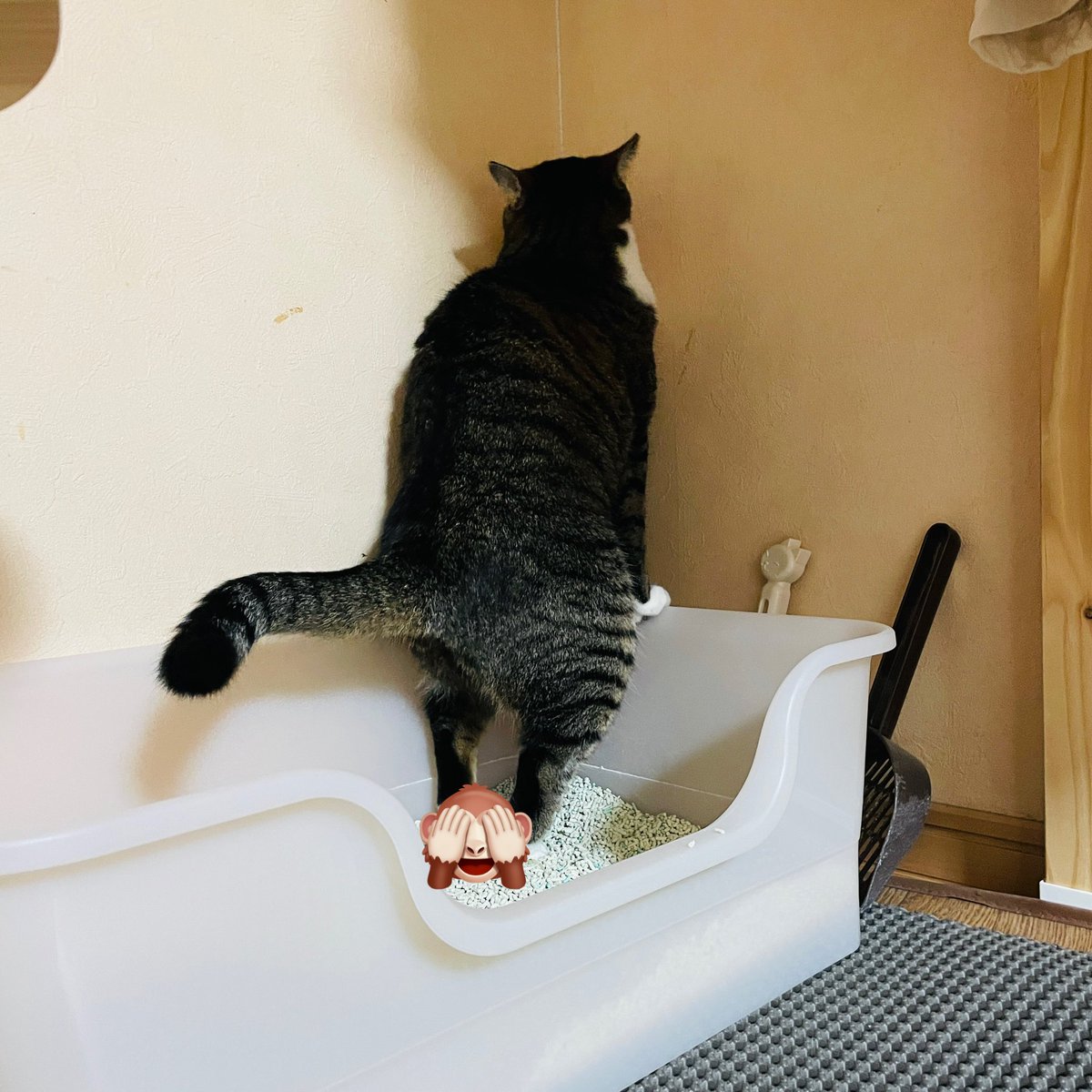 tota_0117's tweet photo. トイレを盗撮してしまった💦

めっちゃ壁際……。

#猫写真　#猫好きさんと繋がりたい #きじしろ #うちの子可愛い #トイレ
#可愛い姿 #猫は癒し https://t.co/rXHHxPxzj3