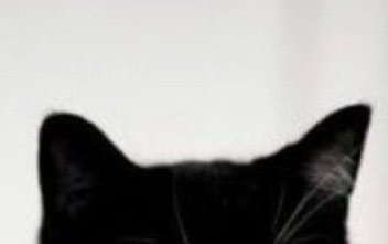 gongapplez's tweet photo. #조아한 🐈‍⬛🐈🩷 https://t.co/4Mv2YzjRbh