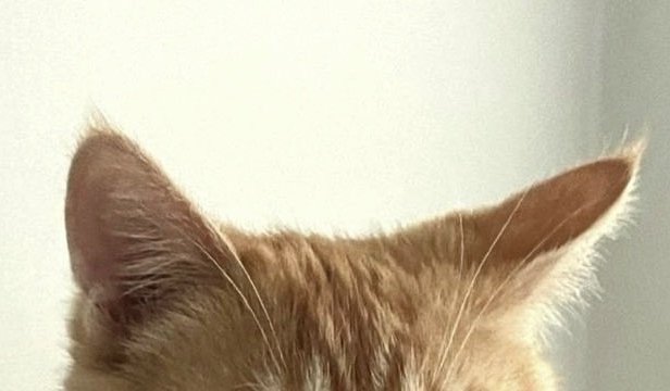 gongapplez's tweet photo. #조아한 🐈‍⬛🐈🩷 https://t.co/4Mv2YzjRbh