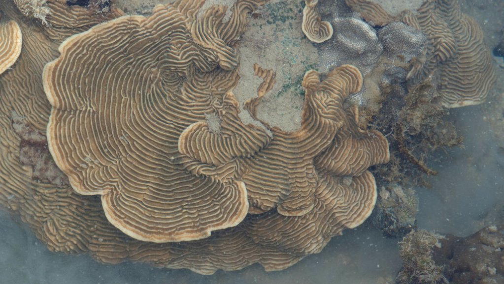 Reef Builders tweet media