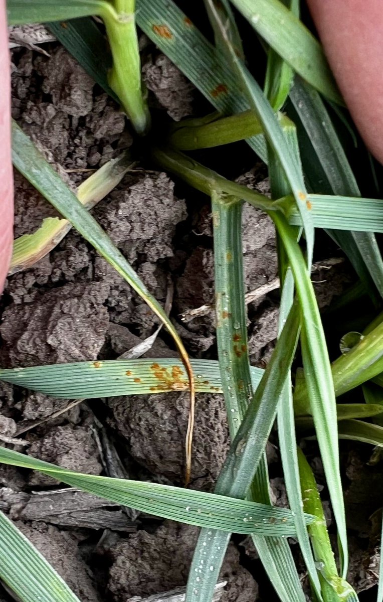 J. Pablo ioele🌽 (@pabloioele) on Twitter photo Le gusta el frío…y la roya al 750, atentos a su dinámica con esta humedad y un poco más de calor a partir de ahora. <a href="/Gentiletti27/">Valentín Gentiletti</a> Le gusta el frío…y la roya al 750, atentos a su dinámica con esta humedad y un poco más de calor a partir de ahora. <a href="/Gentiletti27/">Valentín Gentiletti</a>