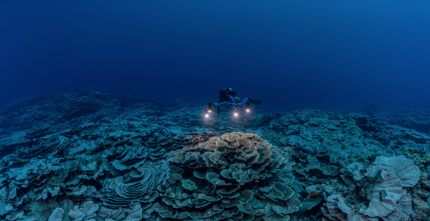 Reef Builders tweet media