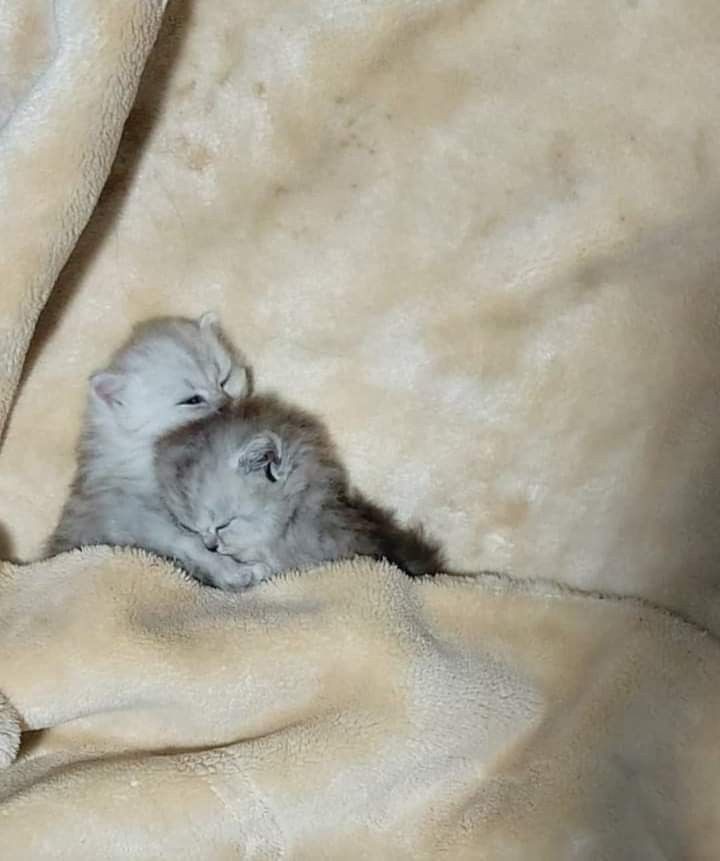 Catsillyness's tweet image. snuggle