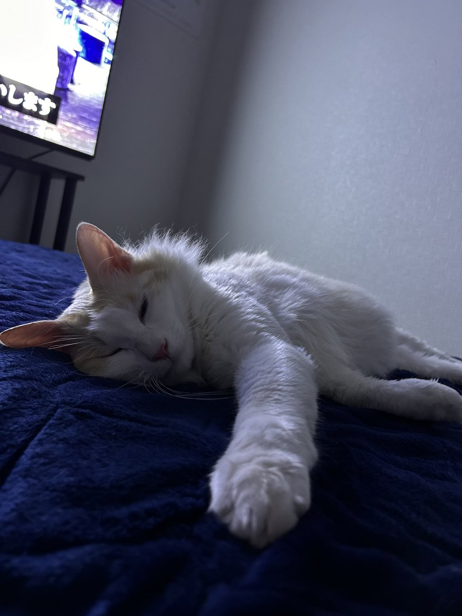 namaewareodesu's tweet photo. 天日干しした布団最高。

 #保護猫 #10ヶ月31日目 https://t.co/sbciBICG0f