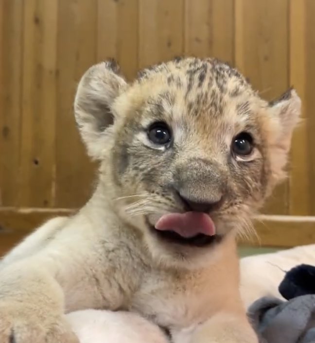 เหมือนทุกตรง555555555555555555555555555555555555555555555 ตาแป๋ว แลบลิ้น 555555555555555555555555555555555555