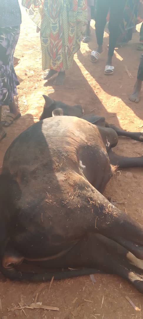 yigenga's tweet photo. Uyu mu police yarashe inka 7 kwitegeko ryuwujejwe uburimyi n'ubworozi muntara arikumwe n'a musitanteri Aho ni #kumubuga.
bamucakiye nawe https://t.co/VGlJs2A7Ng