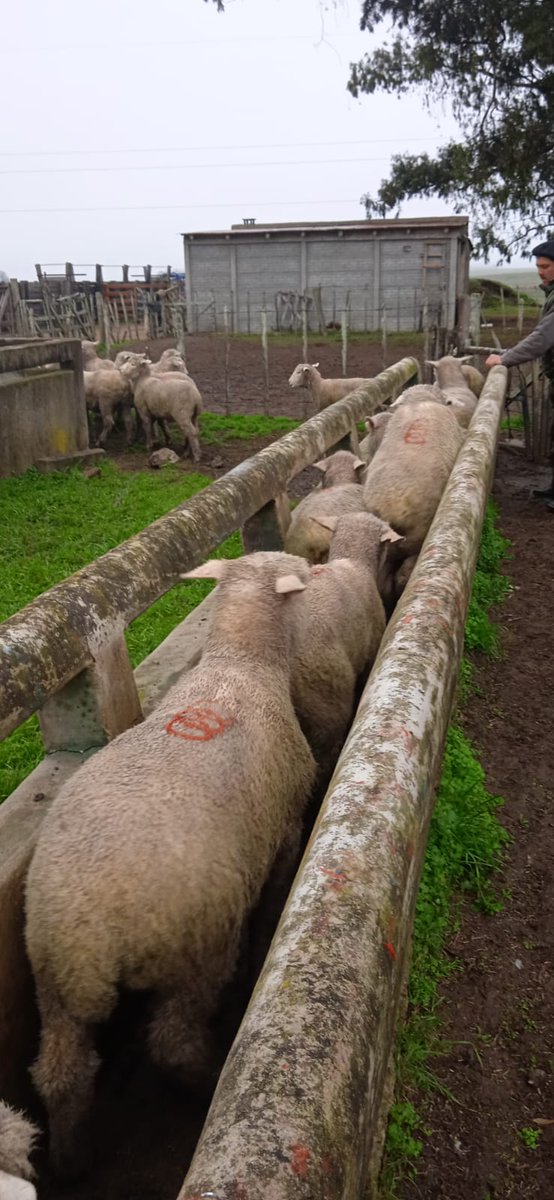 OvinosCLU 🐑
Sellando calidad a lo largo y ancho del país 🇺🇾
Vos? Ya coordinaste la visita?