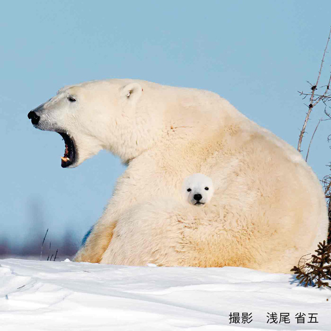 🐻‍❄️