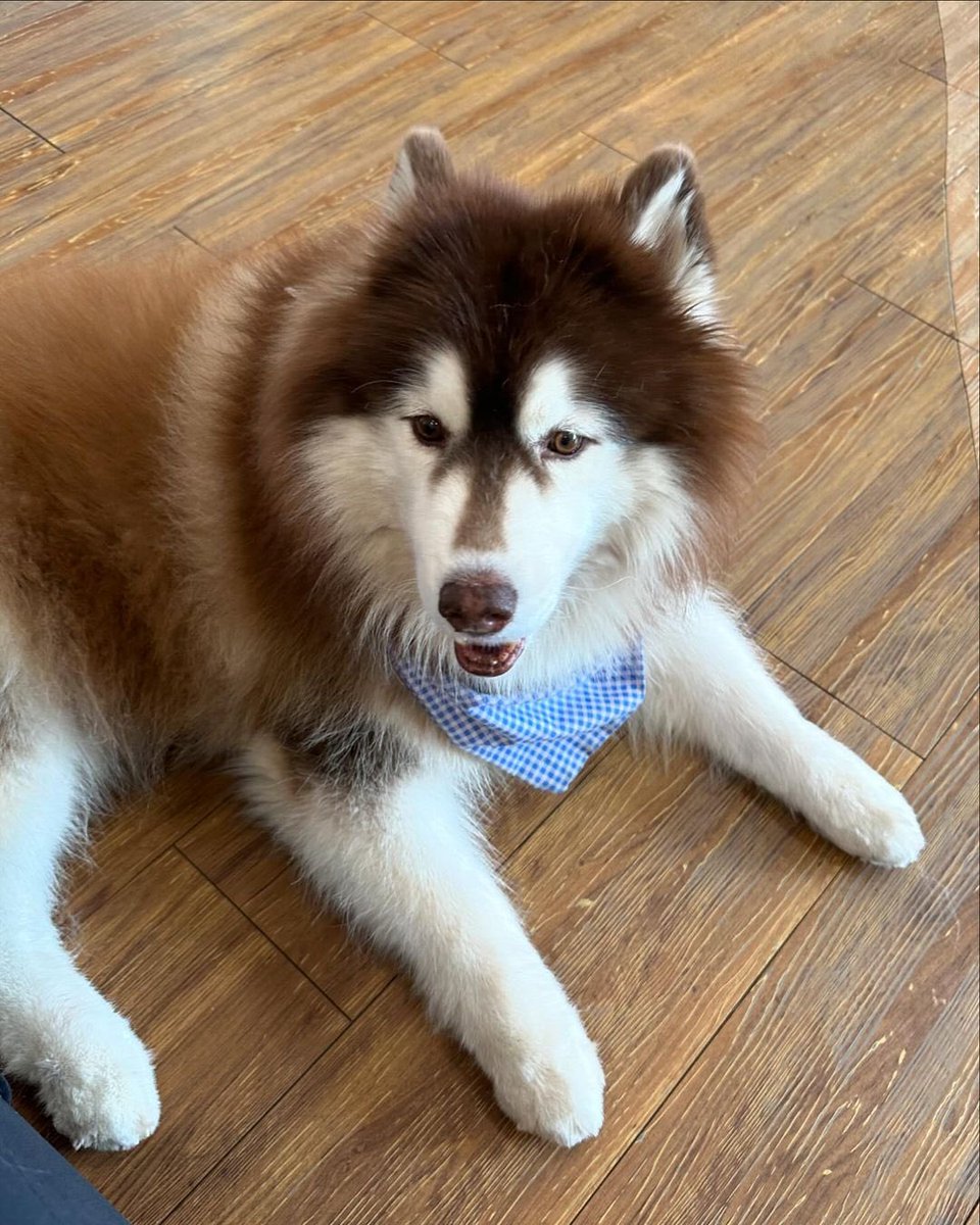 BarcodetinTrend's tweet photo. — barcode.tin IG Update 

หนูจะเลือกใครครับ ระหว่างพี่กับพี่ 🐶

@BarcodeTin 
#barcodetin 
#unit https://t.co/lYNoMaQfd2