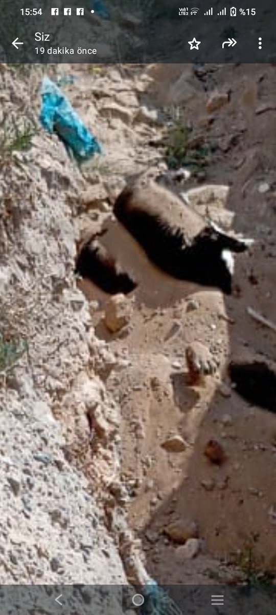 Niğde’de gönüllülerin baktığı bu  köpek kayboluyor, sonra toplu mezara atılmış buluyor köpeği. Toplu mezarlara sürekli yeni hayvan atılıyor. Barınağa girin süslü püslü, inanılmaz bir vitrini var, hayvan sayısı 20’yi geçmez ama mezarlar tıka basa dolu. Geçen sene kaç yasaklı ırk