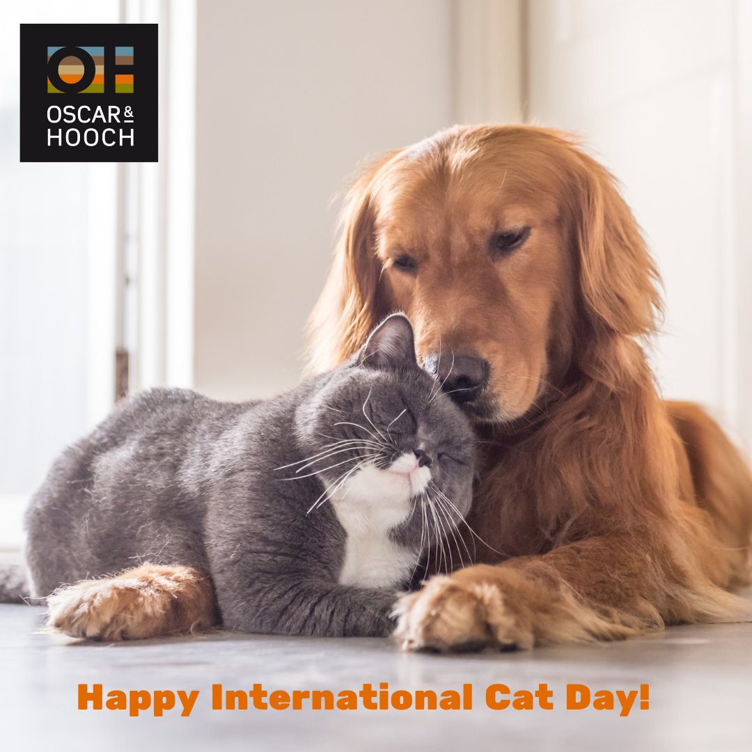 OscarHooch's tweet photo. They can be friends....😁
#internationalcatday https://t.co/VUvZpE3cEB