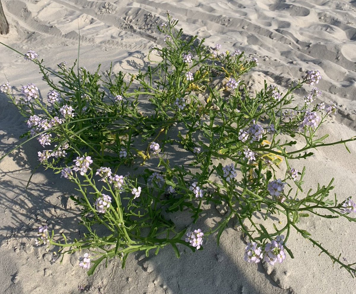 glaubeweiter's tweet photo. #Schaut : #Leben ist #widerstandsfähig und #hartnäckig Die #unscheinbare #Strandrauke / #Meersenf #gedeiht im #Sand der #Strände Trotzt #Trockenheit + #Gezeiten Hilft bei der #Bildung von #Dünen + #Stränden Die #Blüte birgt #Futter für seltene #Nachtfalter So klug ist #Schöpfung https://t.co/jm0vgZfRTi