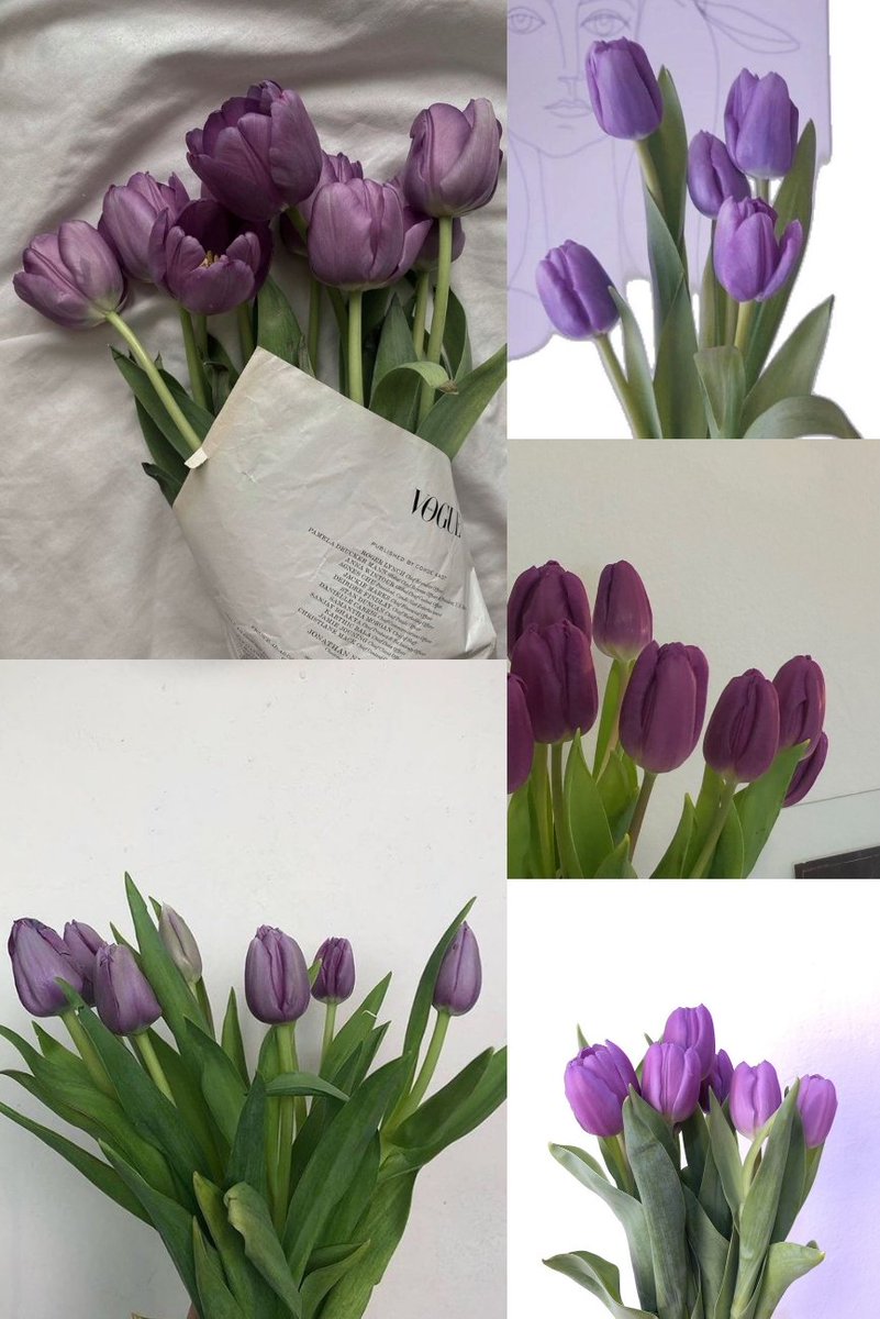 Purple tulips