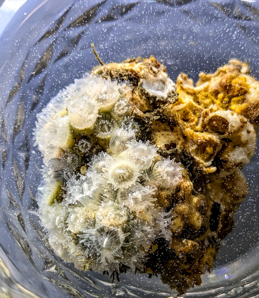 Jake Warner tweet media