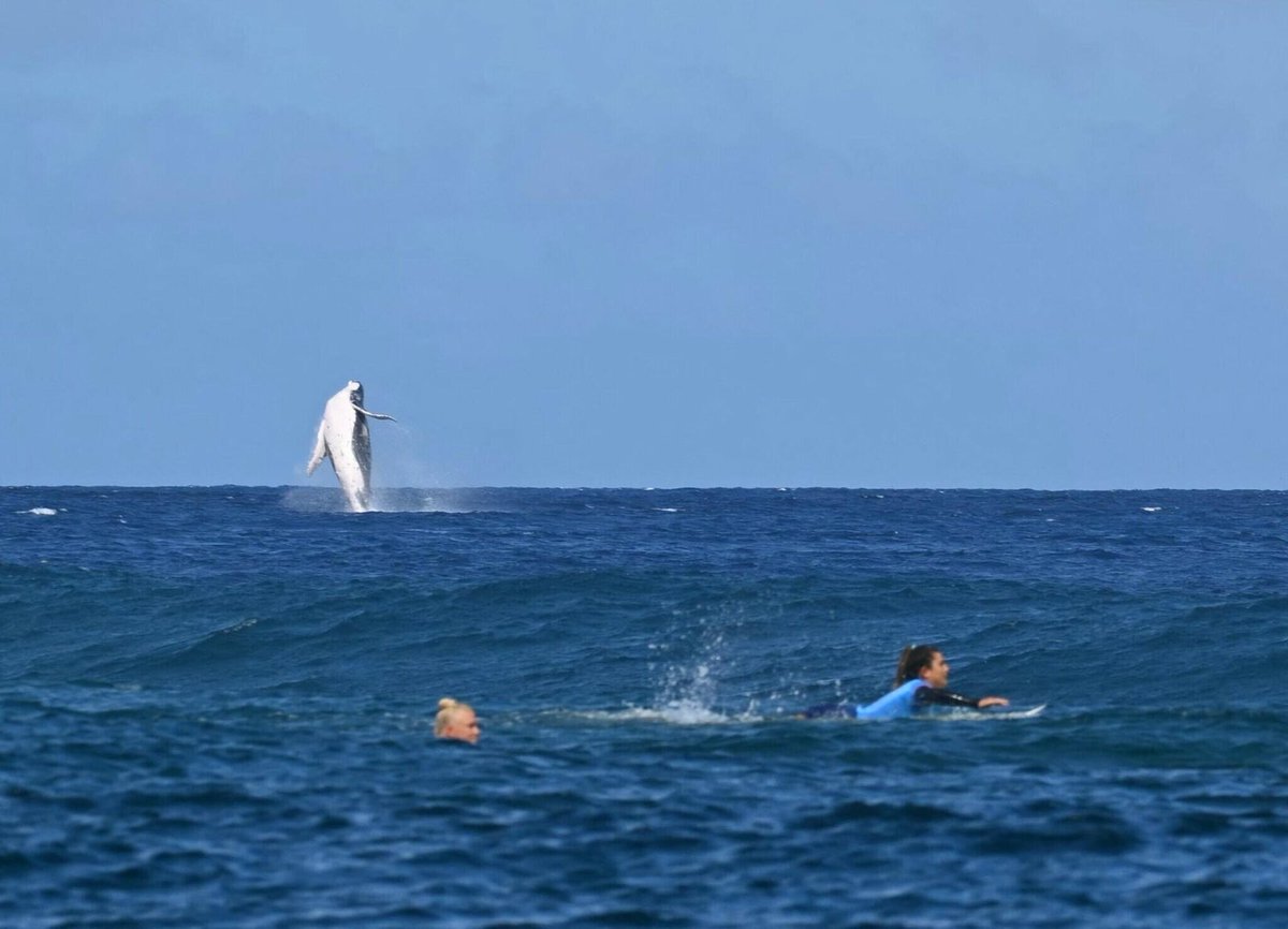 franceaubresil's tweet photo. 🇫🇷 Koli Vaast 🥇 e Johanne Defay 🥉 tornaram-se campeões olímpicos em casa, no Taiti🌸
🇧🇷 Tati Weston-Webb🥈 e Gabriel Medina🥉 pegaram todas as ondas durante os #JogosOlímpicos!🏄‍♀️🏄‍♂️
Um convidado especial apareceu de surpresa para incentivá-los! 🐋
#Paris2024 
📸 J. BROUILLET/AFP https://t.co/M3B8BEN3Ix