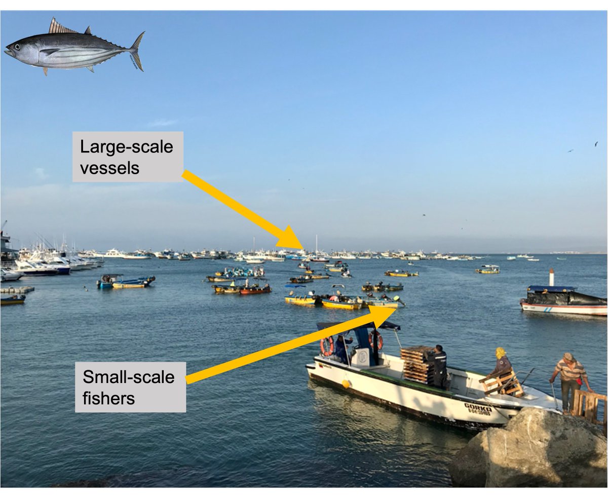 Melissa Cronin (@melissa_cronin) on Twitter photo How do conflicts with industrial fisheries affect food security and vulnerability for small-scale fisheries?
I'll be sharing our research from <a href="/DukeU/">Duke University</a> and <a href="/ConservationOrg/">Conservation Intl</a> today at 10:15 in Regency A! @esa_org #ESA2024 events.rdmobile.com/Sessions/Detai… How do conflicts with industrial fisheries affect food security and vulnerability for small-scale fisheries?
I'll be sharing our research from <a href="/DukeU/">Duke University</a> and <a href="/ConservationOrg/">Conservation Intl</a> today at 10:15 in Regency A! @esa_org #ESA2024 events.rdmobile.com/Sessions/Detai…