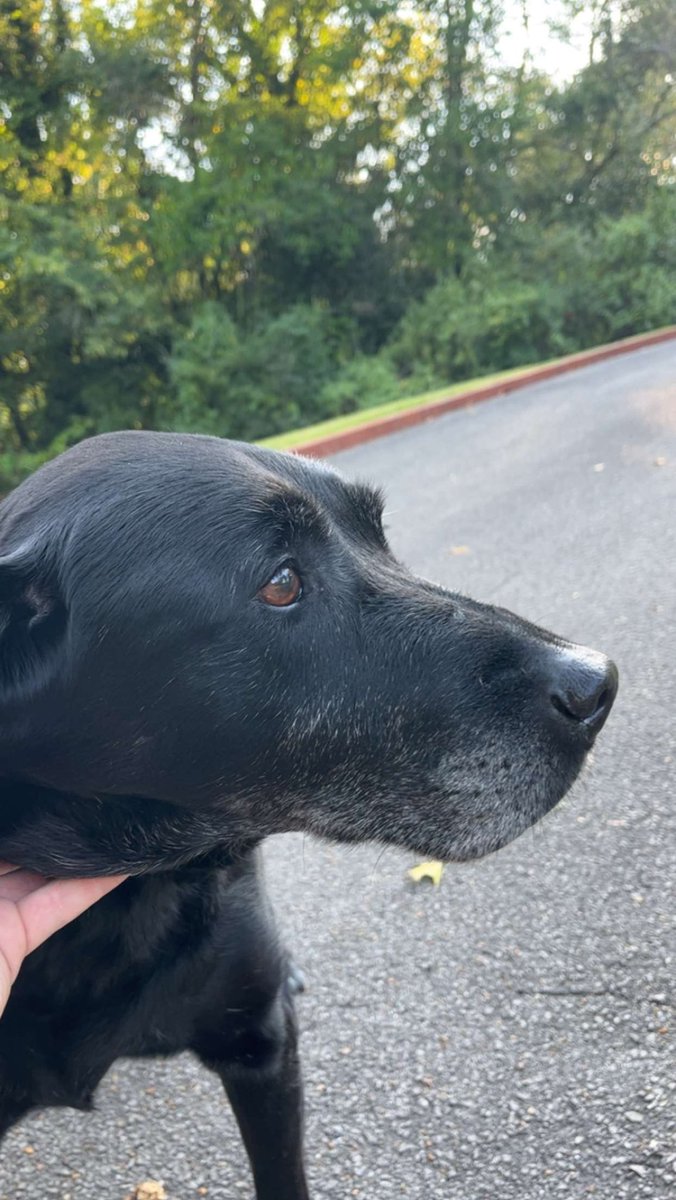 freddydanger69's tweet photo. Childhood dog passed today. Go rub your dog’s belly for me. Life is short. https://t.co/sI04vinbkN