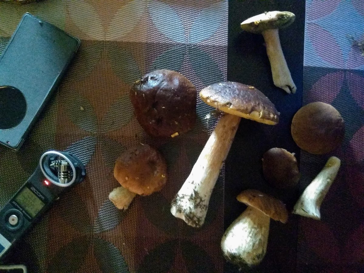 Julia Prakofjewa (@juliaprakofjewa) on Twitter photo New #research in #IMAFungus of <a href="/IMA_Mycology/">IMAmycology</a> uncovers the medicinal use of #fungi in the western borderlands of the former Soviet Union: imafungus.biomedcentral.com/articles/10.11… Discover the impact of historical sources on local ecological practices #Ethnomycology #Ethnomedicine #EnvHist New #research in #IMAFungus of <a href="/IMA_Mycology/">IMAmycology</a> uncovers the medicinal use of #fungi in the western borderlands of the former Soviet Union: imafungus.biomedcentral.com/articles/10.11… Discover the impact of historical sources on local ecological practices #Ethnomycology #Ethnomedicine #EnvHist