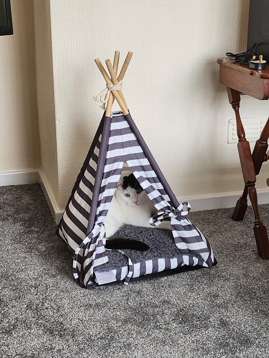 catsinoxford's tweet photo. Recently rehomed Freddie in his new home 😻

#AdoptDontShop #CatsOfX #CatsOfTwitter #BlackAndWhiteCats #CatsProtection https://t.co/R9WYiSqYcj