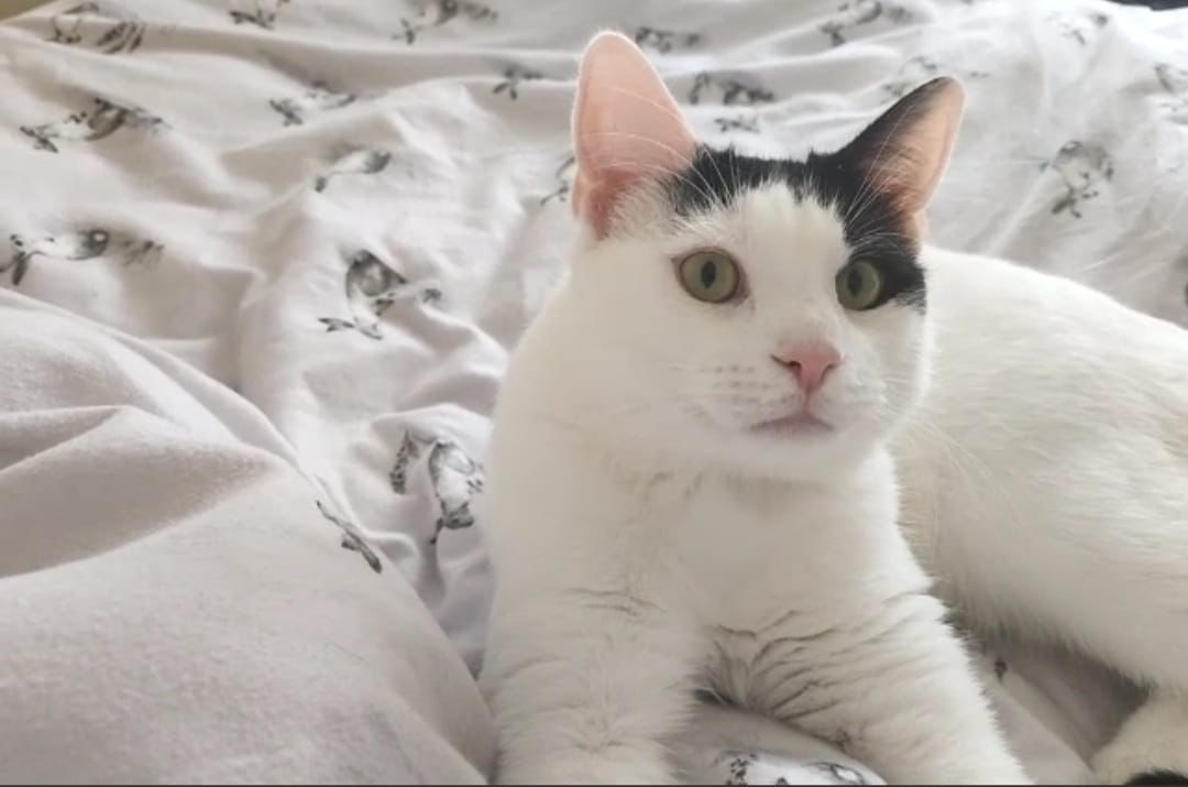 catsinoxford's tweet photo. Recently rehomed Freddie in his new home 😻

#AdoptDontShop #CatsOfX #CatsOfTwitter #BlackAndWhiteCats #CatsProtection https://t.co/R9WYiSqYcj