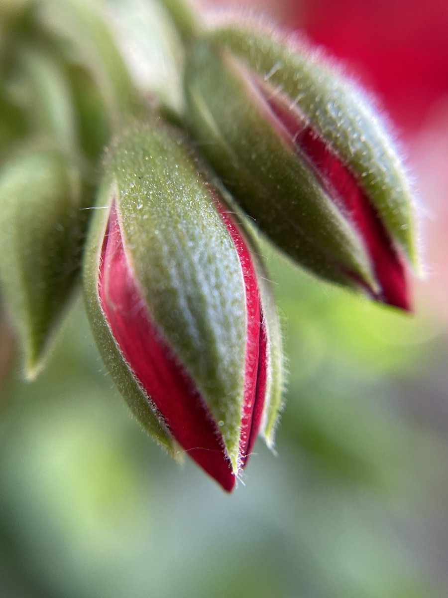 2crit2quit's tweet image. 🌺🌿
I do/take my own stunts/photos 
#dice #naturecheck