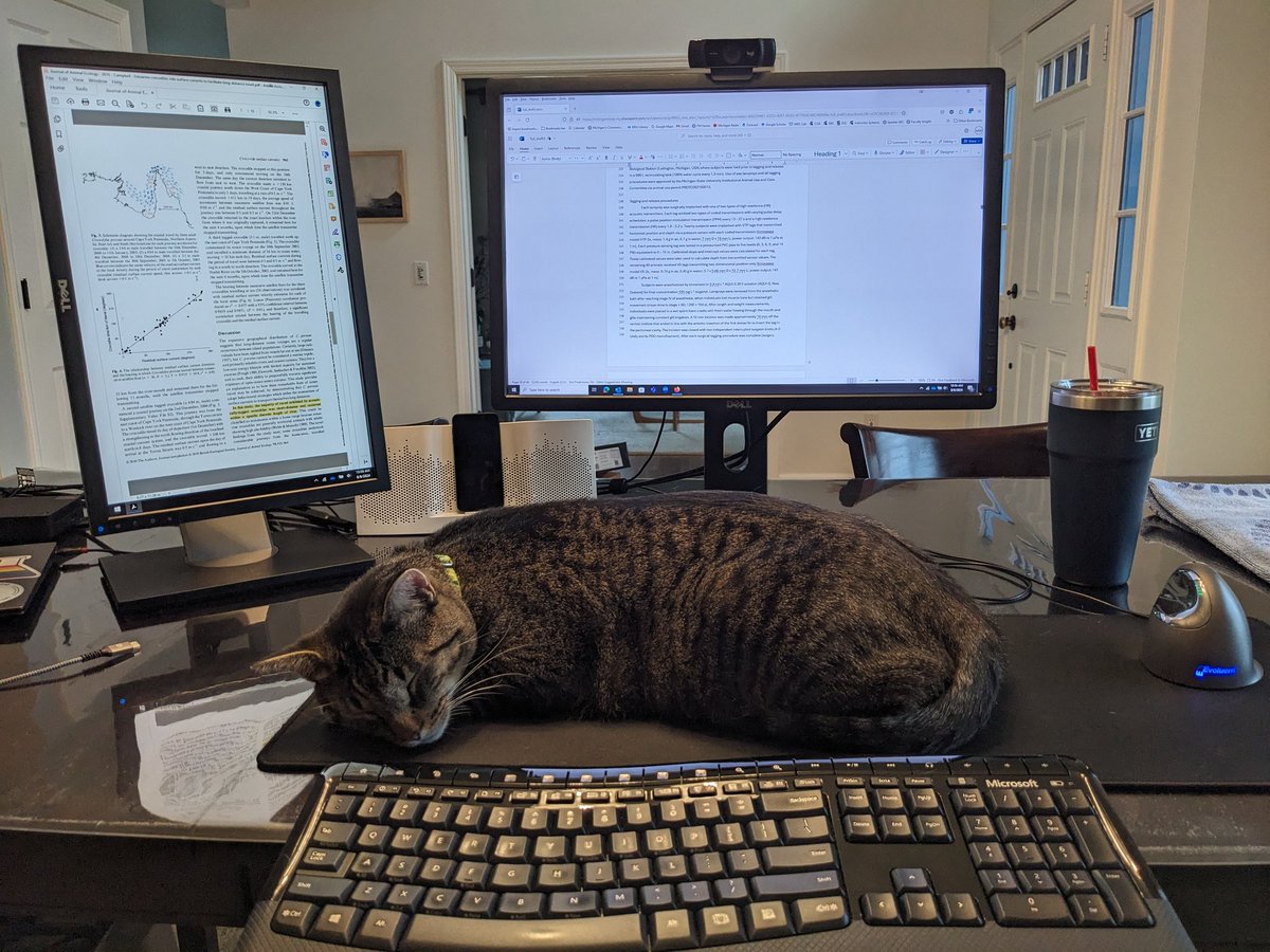 He doesn't make manuscript editing easy, but he's so cuddly!