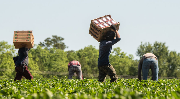 USDA's tweet photo. Today we show gratitude to our nation's farmworkers. With every seed planted, every crop nurtured, and every harvest gathered, farmworkers invaluably contribute to our communities. Thank you for ensuring our tables are filled with nourishing food.

#FarmworkerAppreciationDay https://t.co/7KxF3UXde0