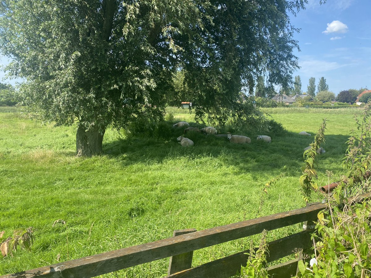 4 km was enough of a walk in this heat. But it is good to walk without pain again.