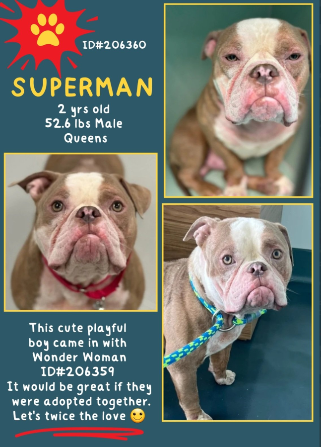 NMBewitched's tweet photo. Superman & Wonder Woman
🥰Bonded Pair🥰
New Intakes #NYCACC
https://t.co/bgTNowspdO
https://t.co/LJGd3mW5UA
#AdoptMe #RescueMe
Who can resist #LowRiders
Obviously used for #BackyardBreeding🔥😡
2 & 3yrs old, they have lived in a cage, been neglected
Sweet as can be
#Pledge https://t.co/y9Fko8jAW4