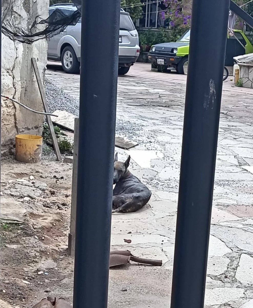 mx_adopta's tweet photo. Necesitamos que PROPAEM haga su trabajo, ya saben de este caso, incluso fueron una vez pero les dio flojera voltear y buscar bien el domicilio… tanto les importa que ya falleció una de las perritas que vivía ahí, no se vale !!! Necesito que me ayuden a etiquetar a @propaem_sma https://t.co/4ZBy0l4K3S