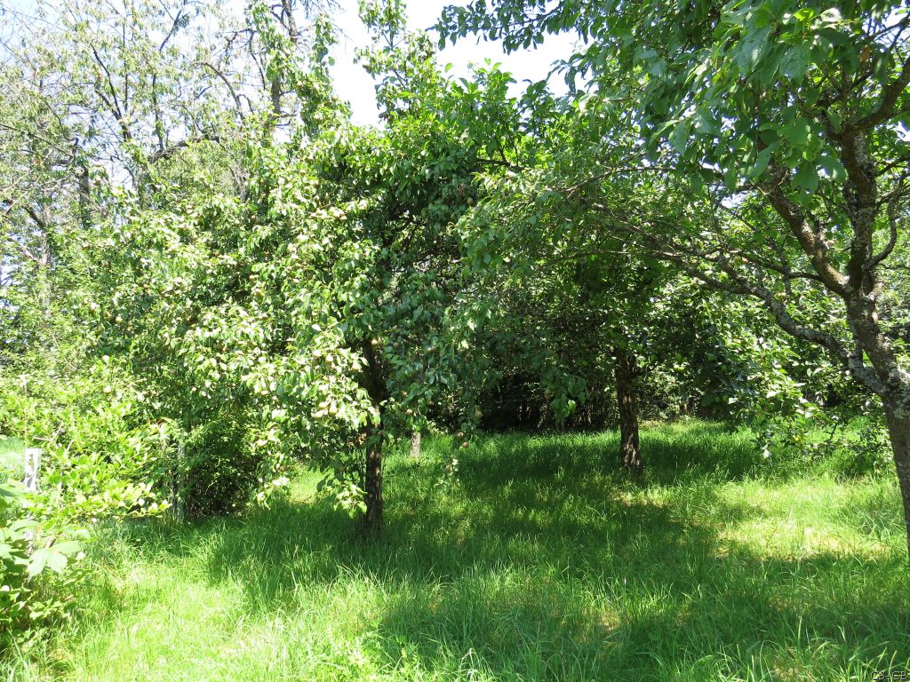 Wenn euch die Hitze stört, pflanzt einen Baum.
Wenn dich der Regen stört, pflanze einen Baum.
Wenn du Obst magst, pflanze einen Baum.
Wenn du die Vögel magst, pflanze einen Baum.
Wenn du das Leben liebst, pflanze viele Bäume.
Helft uns, diese Botschaft zu verbreiten
#Baum #Natur