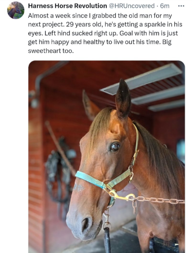 Look at the terrified expression on this poor, elderly horse being manhandled by this 🤡! His eyes beg "save me from this POS," but he can't move his head freely because of heavy chains attached to his face! He is NOT just a "project" for you, #AnimalAbuser <a href="/peta/">PETA</a>