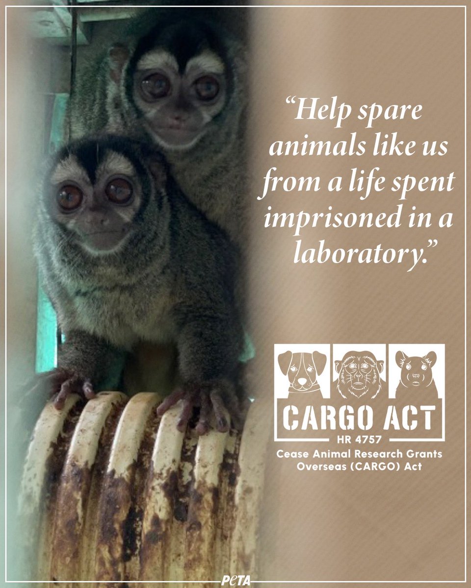 peta's tweet photo. Horrific things are happening to animals in labs, and it’s going unchecked 😢

Let’s stop NIH from funding this cruelty overseas and start improving science worldwide! https://t.co/zhcDosaaqh https://t.co/KujkuRg96j