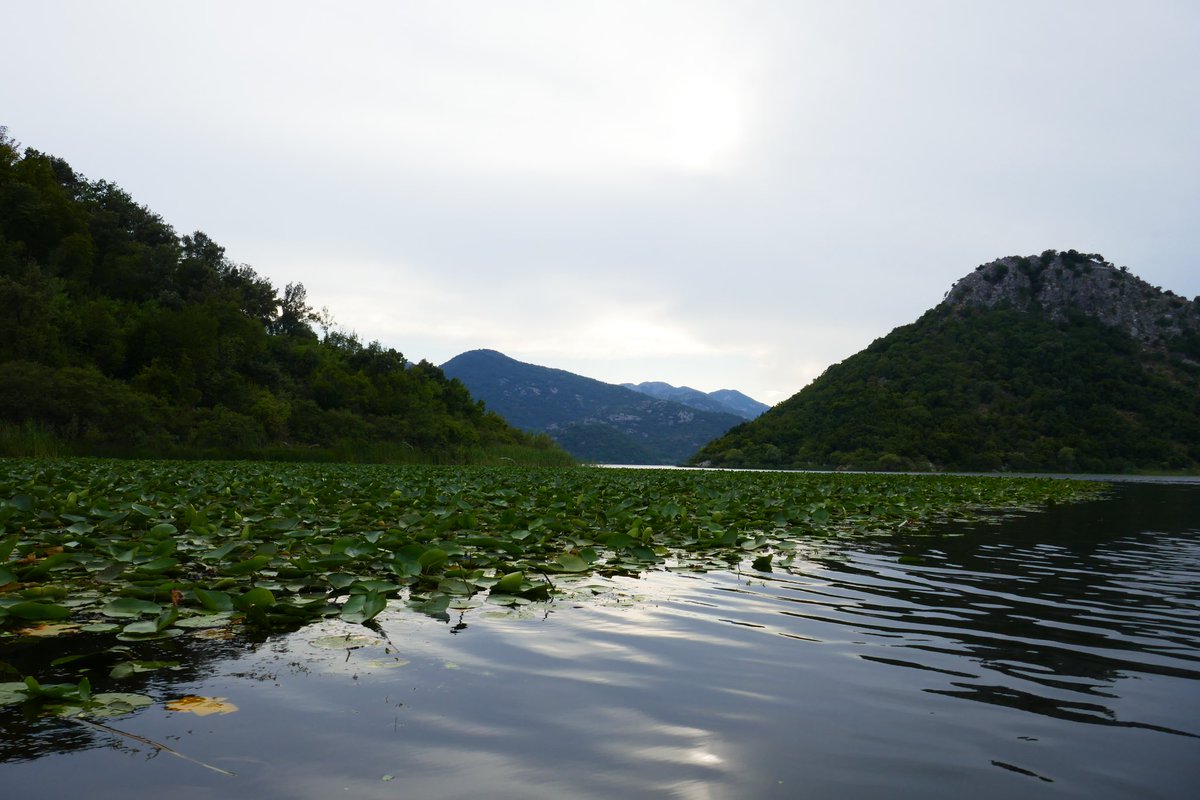 LamaNugali's tweet photo. @digerkm Skadar Lake, Virpazar, Montenegro 🦜✨ https://t.co/dJUiMSXVTU