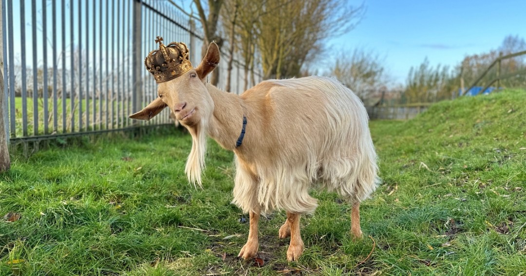 NorthLindsey's tweet photo. The animals in our Animal Management facilities are quite literally given the royal treatment.

And thanks to King Charles III, our Golden Gurnsey Goats - Blanche, Jo, Edith, Agnes and Margo - now officially have a royal title! 👑

Read the full story at: https://t.co/lUQj73dYjI https://t.co/cq40pB3QhS