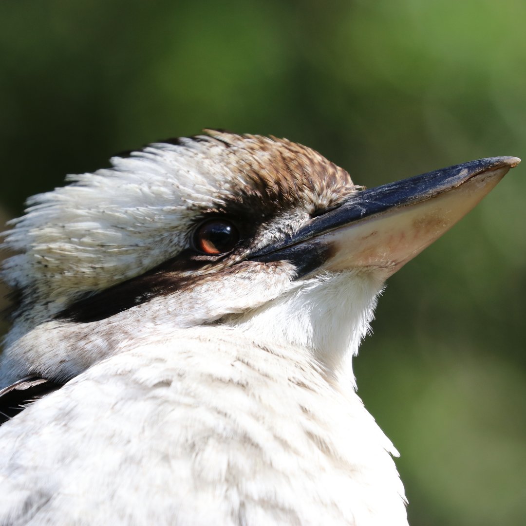🦜 New Zooniverse project alert! Listen to bird calls to help Bird Find in the continual development of AI powered biodiversity monitoring: zooniverse.org/projects/ollib…