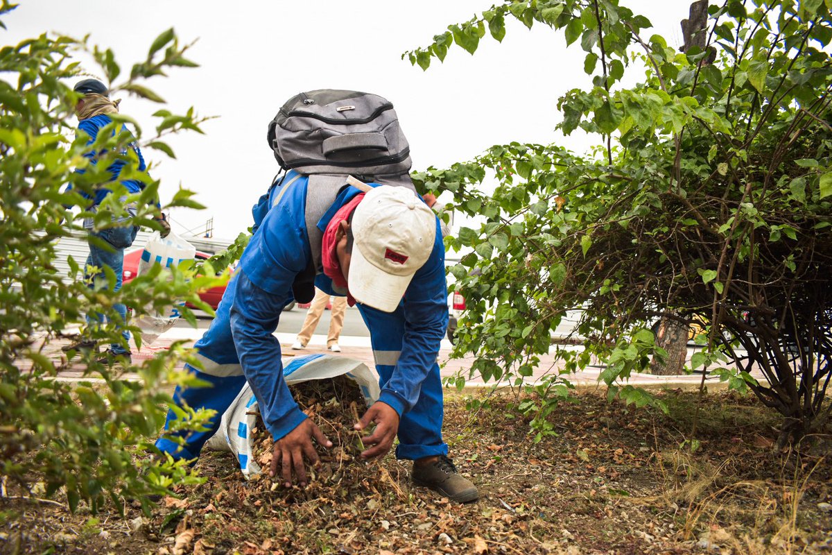 parquesgye's tweet photo. ¡Trabajamos para recuperar la Avenida de las Américas! 🌳 En coordinación con @gyesigloxxi realizamos labores de poda, desbroce, barrido, limpieza y desalojo en los parterres laterales. Por una ciudad limpia y más verde. #CiudadDeTodos 
@aquilesalvarez 
@alcaldiagye https://t.co/ETKvqzgcKt